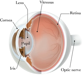 Human eye diagram